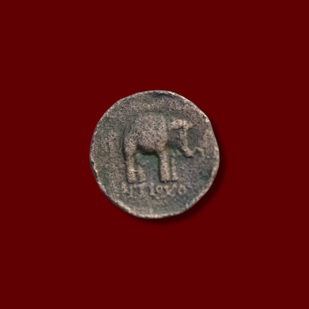 Antiochus VII Sidetes — Reverse Reverse showing a large elephant standing right, with Seleucid Greek legend below on an ancient bronze coin.