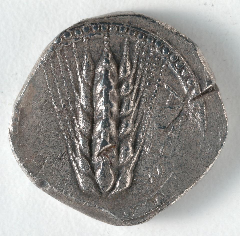 Metapontion, Silver stater, collection photograph CMA-1916-986, obverse